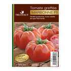 Plant de tomate 'Marbonne' F1 greffée : pot de 1 litre